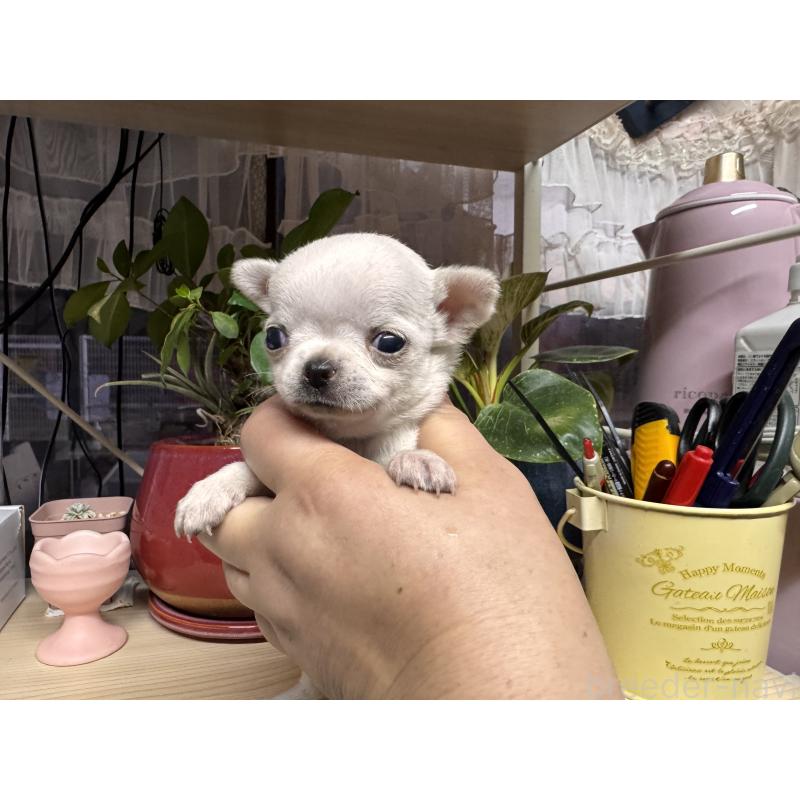 販売中の福岡県のチワワ(ロングコート)-444218の3枚目