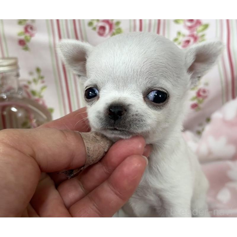 販売中の福岡県のチワワ(ロングコート)-444218の2枚目