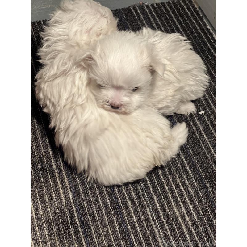 販売中の静岡県のマルチーズ-438849