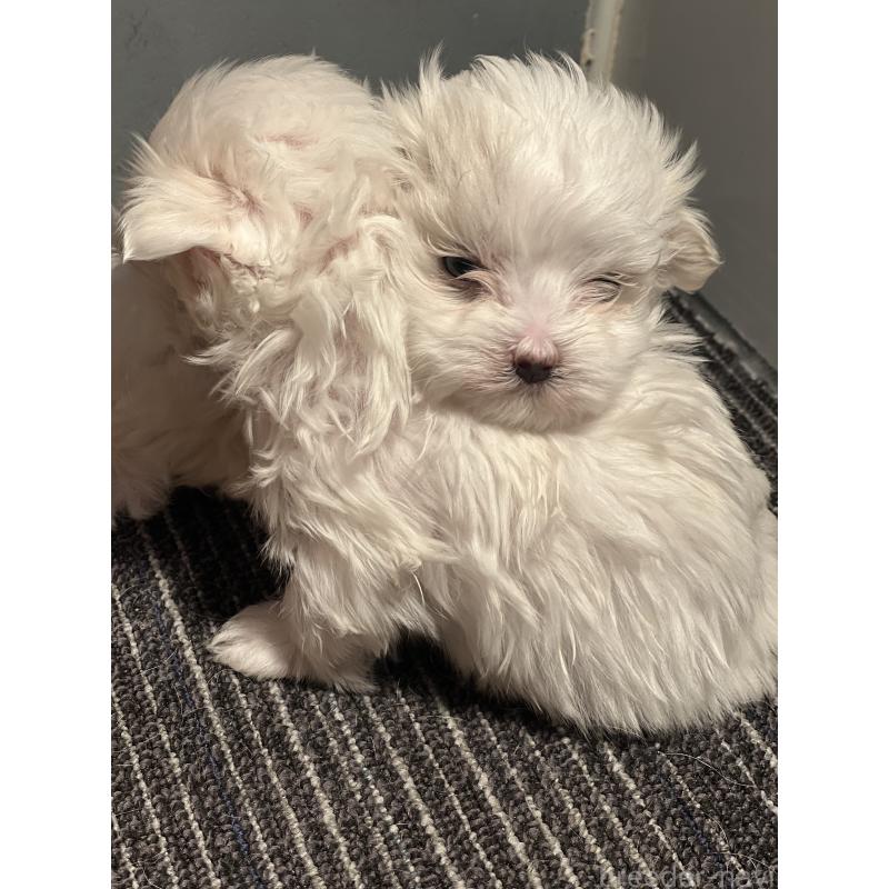 販売中の静岡県のマルチーズ-438849の6枚目
