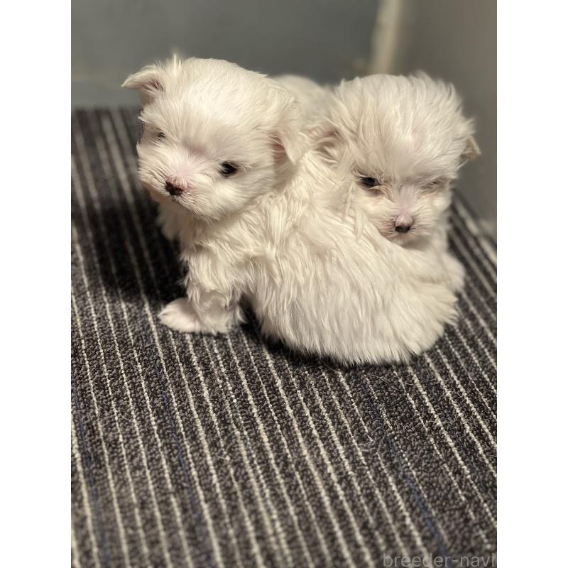 販売中の静岡県のマルチーズ-438849の5枚目