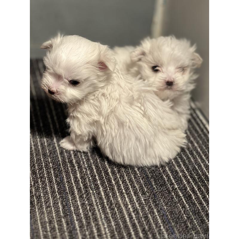 販売中の静岡県のマルチーズ-438849の4枚目