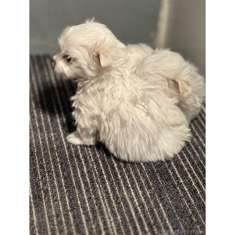 販売中の静岡県のマルチーズ-438849の3枚目