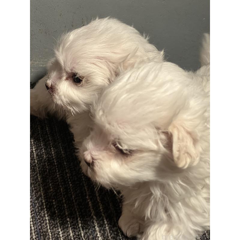 販売中の静岡県のマルチーズ-438849の2枚目