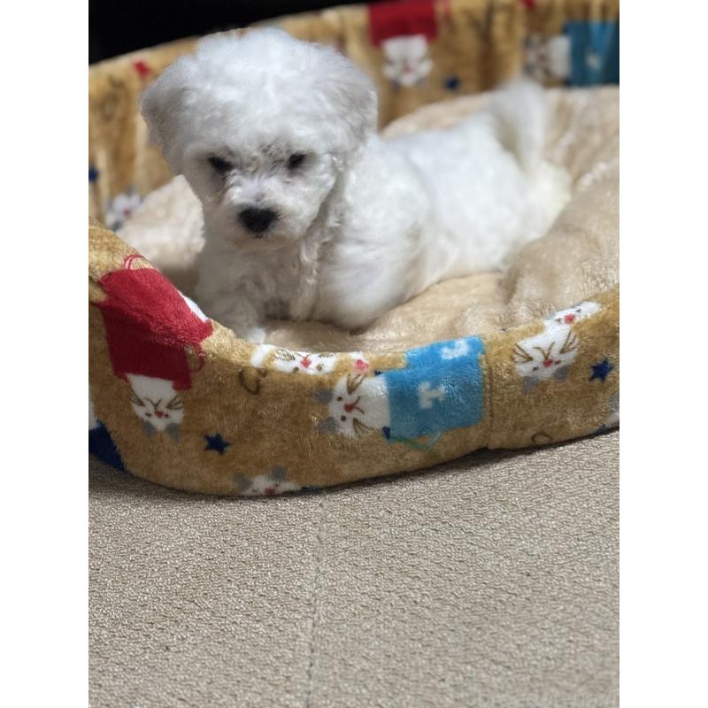 商談中の滋賀県のビションフリーゼ-438892の14枚目