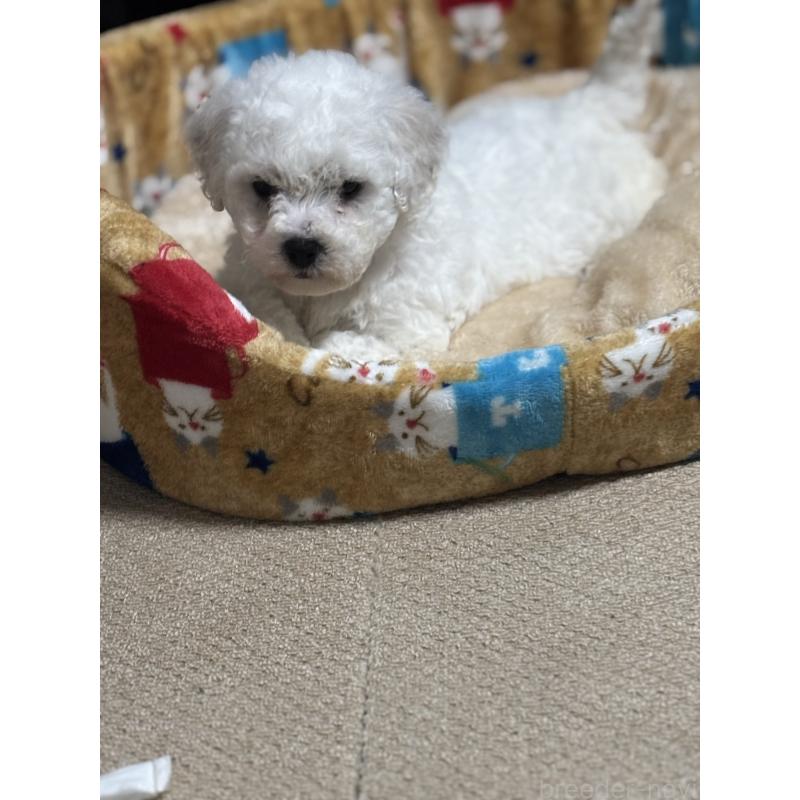 商談中の滋賀県のビションフリーゼ-438892の13枚目