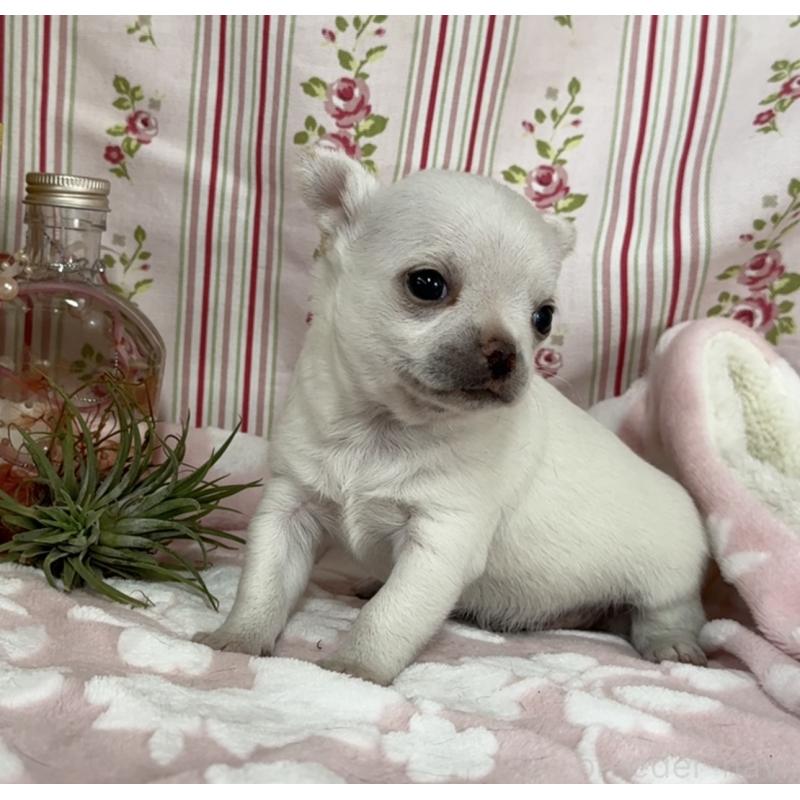 販売中の福岡県のチワワ(ロングコート)-444219の1枚目