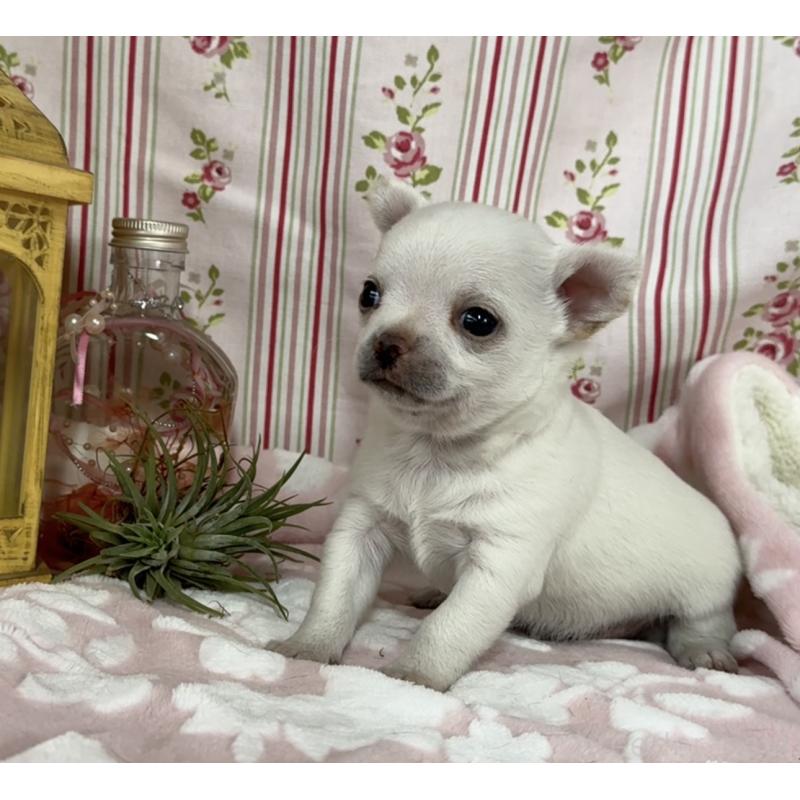 販売中の福岡県のチワワ(ロングコート)-444219の6枚目