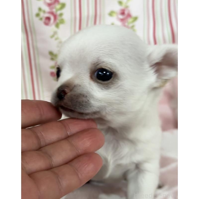 販売中の福岡県のチワワ(ロングコート)-444219の5枚目