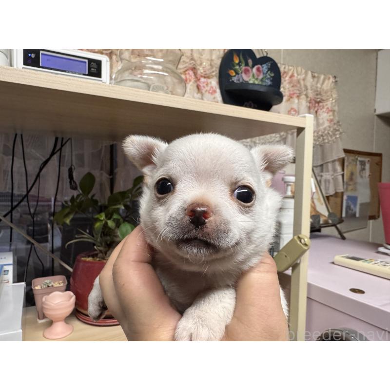 販売中の福岡県のチワワ(ロングコート)-444219の2枚目