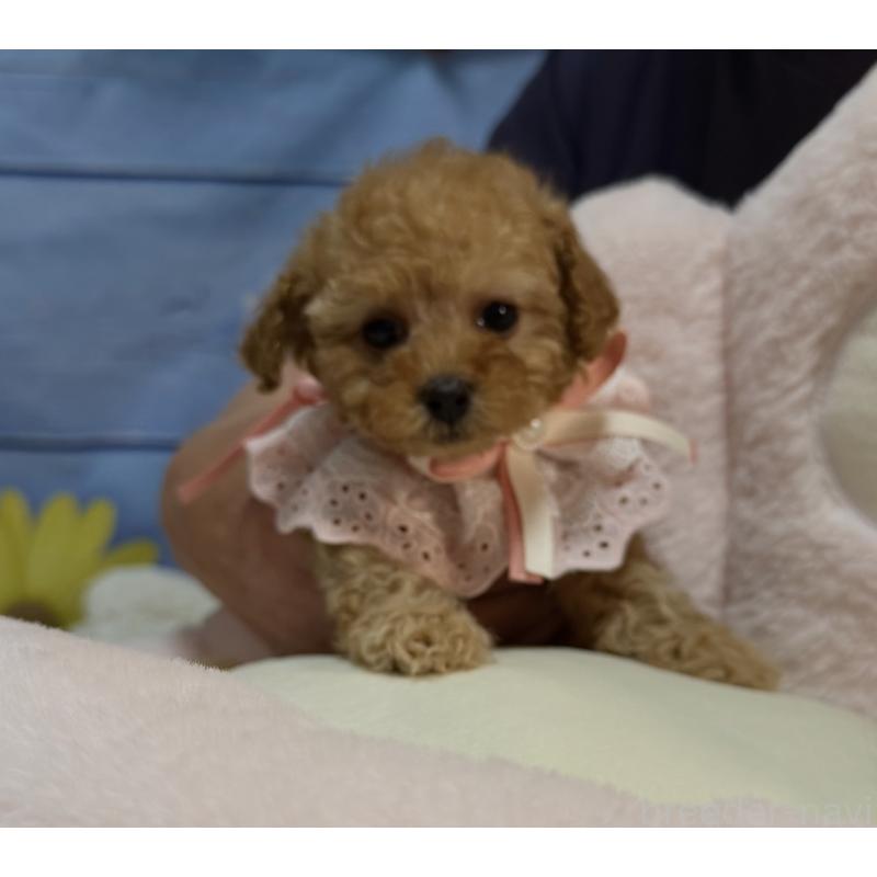 販売中の三重県のティーカッププードル-443261の10枚目