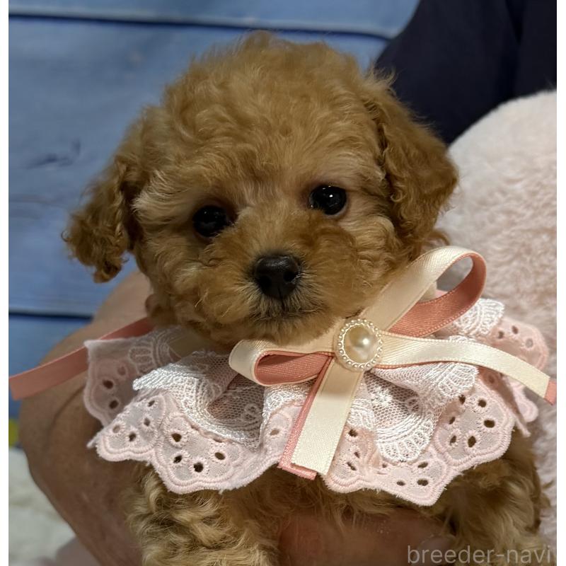 販売中の三重県のティーカッププードル-443261の9枚目