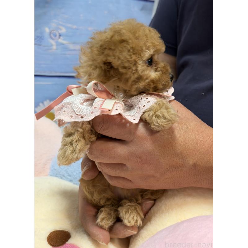 販売中の三重県のティーカッププードル-443261の8枚目