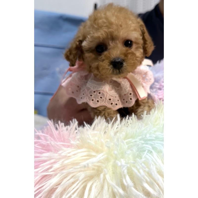 販売中の三重県のティーカッププードル-443261の7枚目