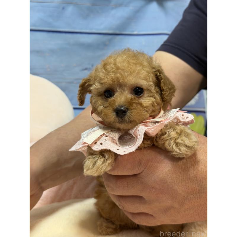 販売中の三重県のティーカッププードル-443261の6枚目