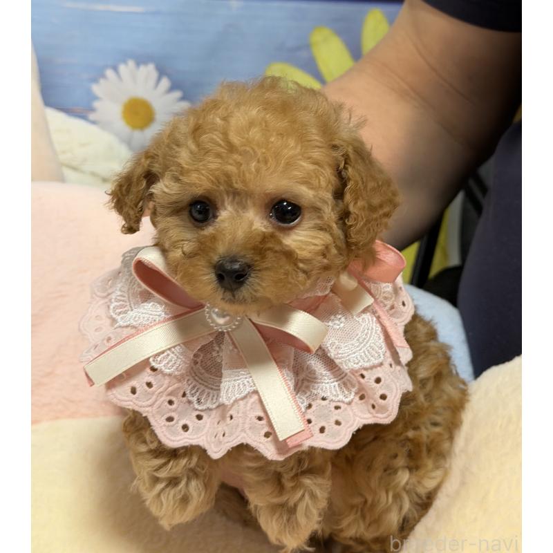 販売中の三重県のティーカッププードル-443261の5枚目