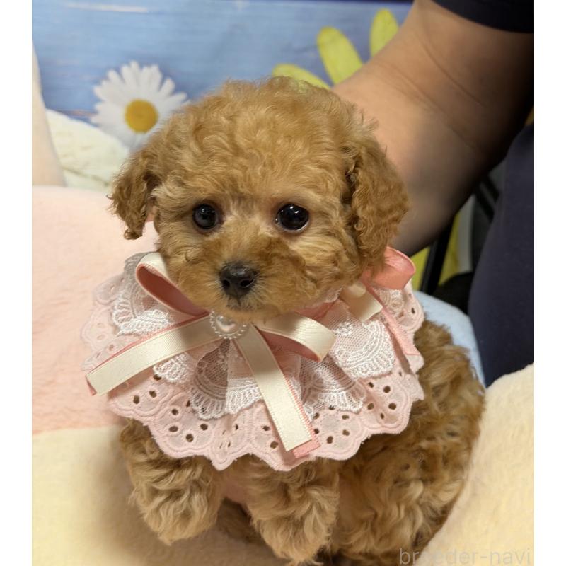 販売中の三重県のティーカッププードル-443261の3枚目