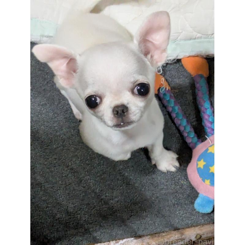 販売中の埼玉県のチワワ(スムースコート)-444220の5枚目