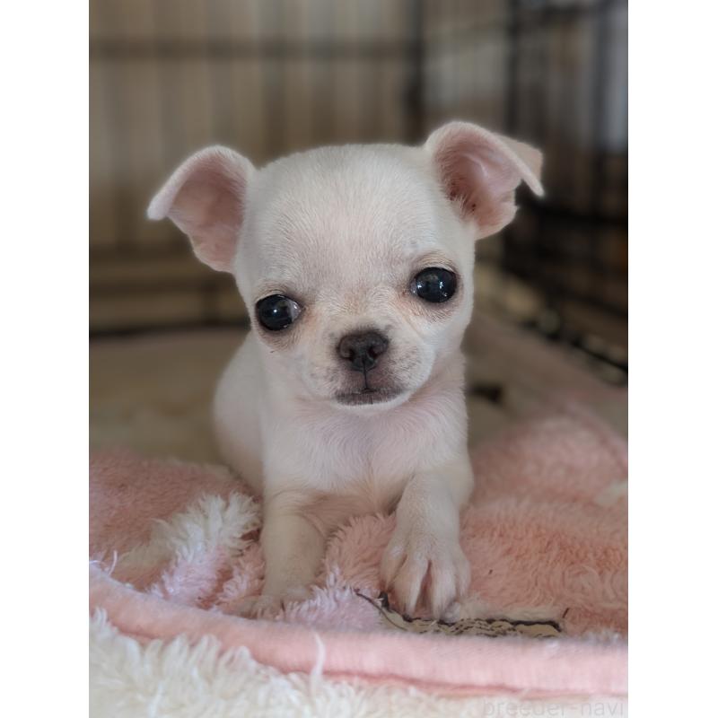 販売中の埼玉県のチワワ(スムースコート)-444220の4枚目