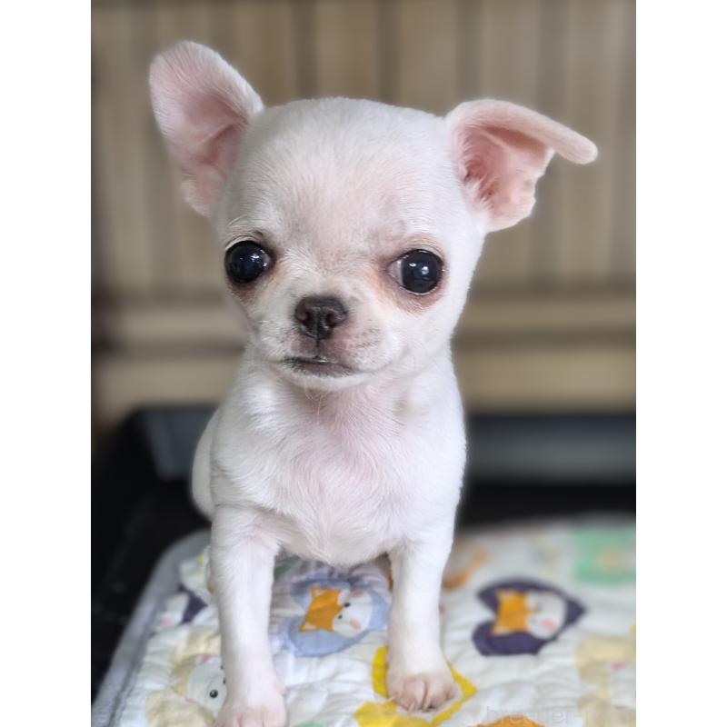 販売中の埼玉県のチワワ(スムースコート)-444220の3枚目