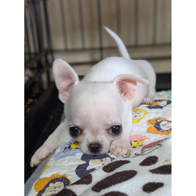 販売中の埼玉県のチワワ(スムースコート)-444220の2枚目