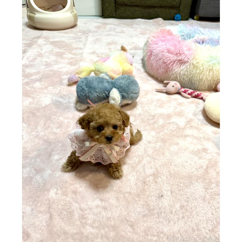 販売中の三重県のティーカッププードル-443261の2枚目