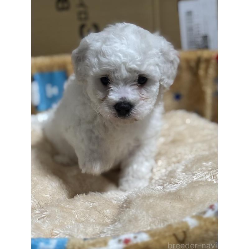 販売中の滋賀県のビションフリーゼ-438894の9枚目