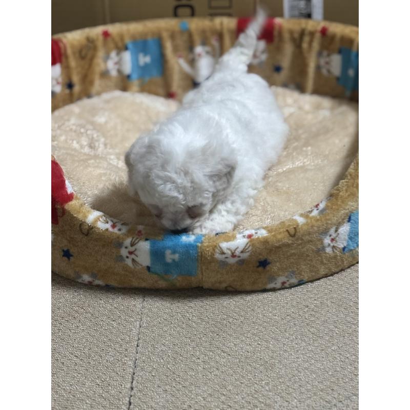 販売中の滋賀県のビションフリーゼ-438894の8枚目