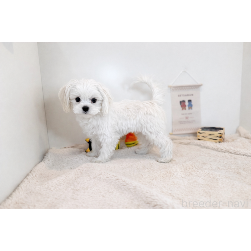 販売中の山口県のマルチーズ-405576の3枚目