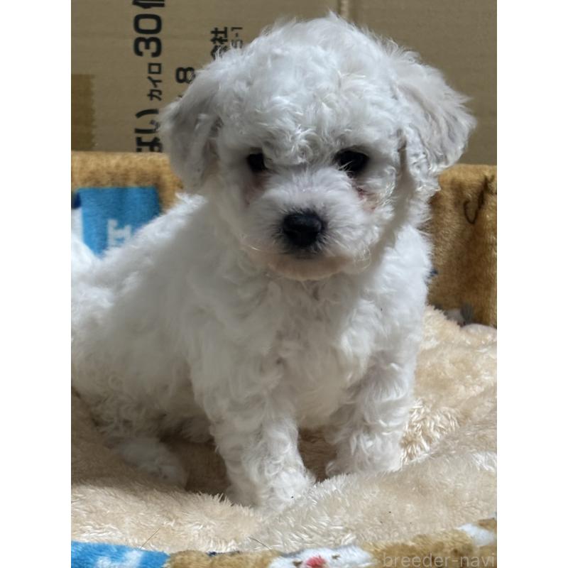 成約済の滋賀県のビションフリーゼ-438890の4枚目