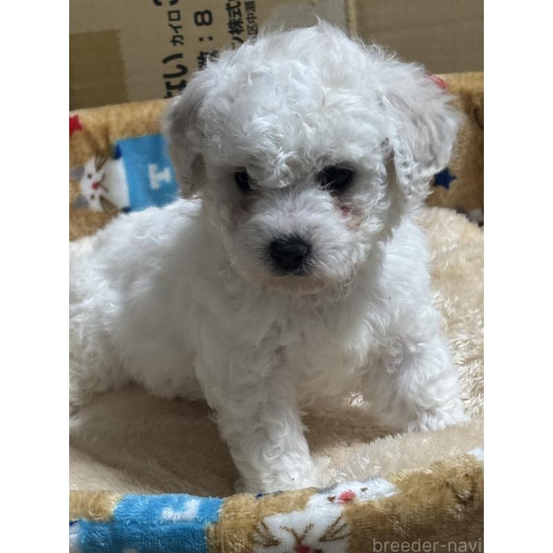 成約済の滋賀県のビションフリーゼ-438890の3枚目