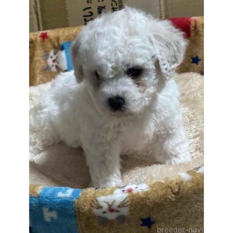 成約済の滋賀県のビションフリーゼ-438890の2枚目