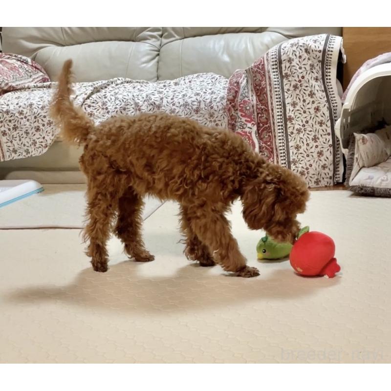 販売中の宮城県のトイプードル-399335の4枚目