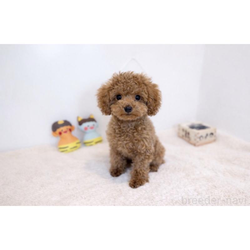 販売中の山口県のティーカッププードル-435113の3枚目