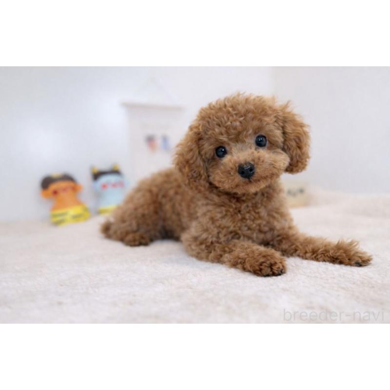 販売中の山口県のティーカッププードル-435113の2枚目