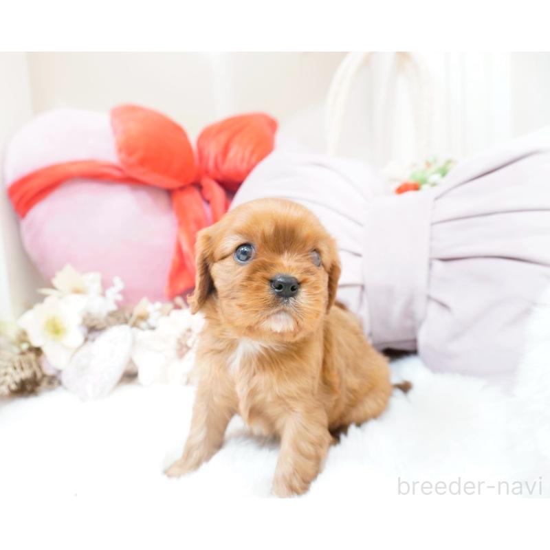 販売中の大阪府のキャバリアキングチャールズスパニエル-444223の6枚目