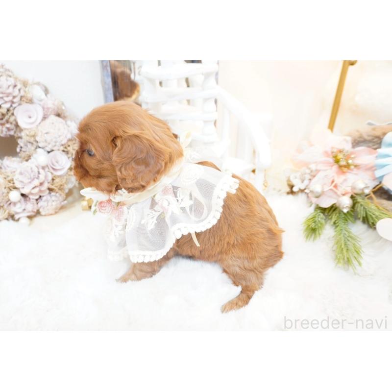 販売中の大阪府のキャバリアキングチャールズスパニエル-444223の5枚目