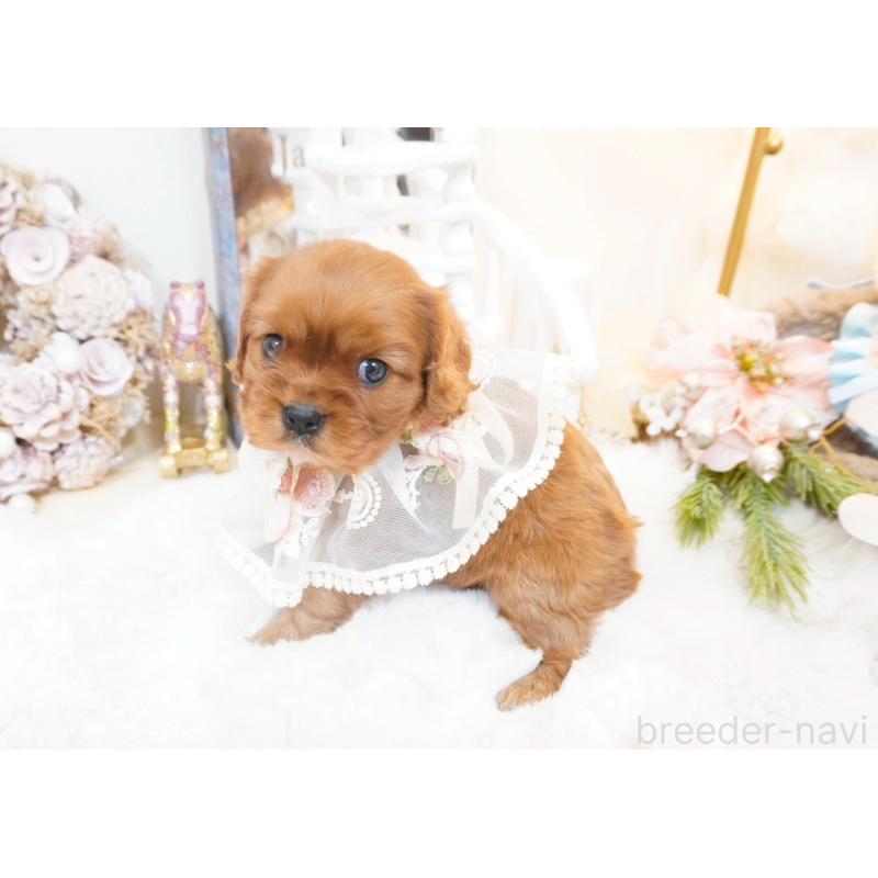 販売中の大阪府のキャバリアキングチャールズスパニエル-444223の4枚目