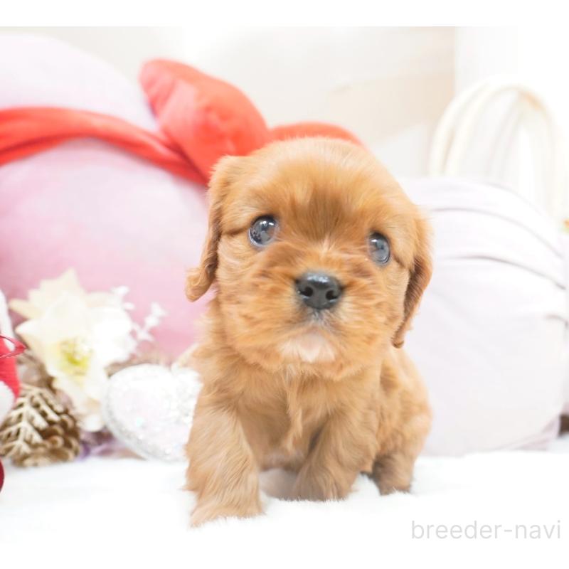 販売中の大阪府のキャバリアキングチャールズスパニエル-444223の3枚目