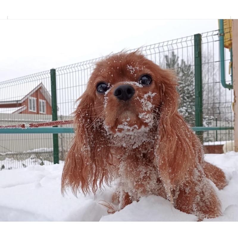 販売中の大阪府のキャバリアキングチャールズスパニエル-444223の2枚目