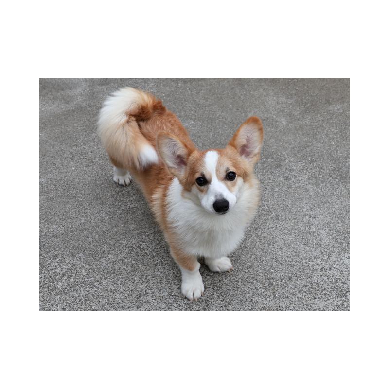 販売中の兵庫県のウェルシュコーギーペンブローク-404538の3枚目