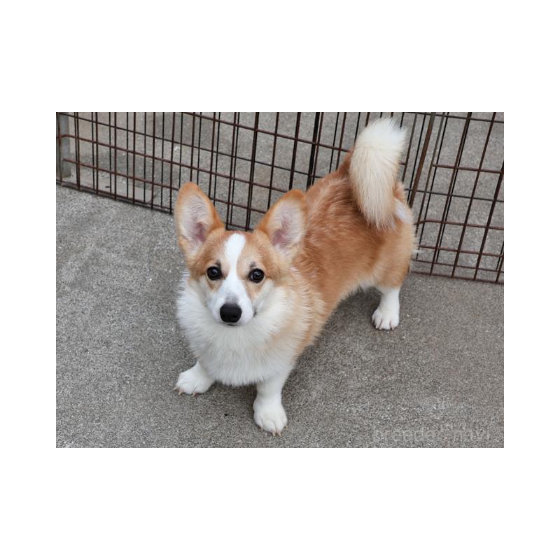 販売中の兵庫県のウェルシュコーギーペンブローク-404538の1枚目