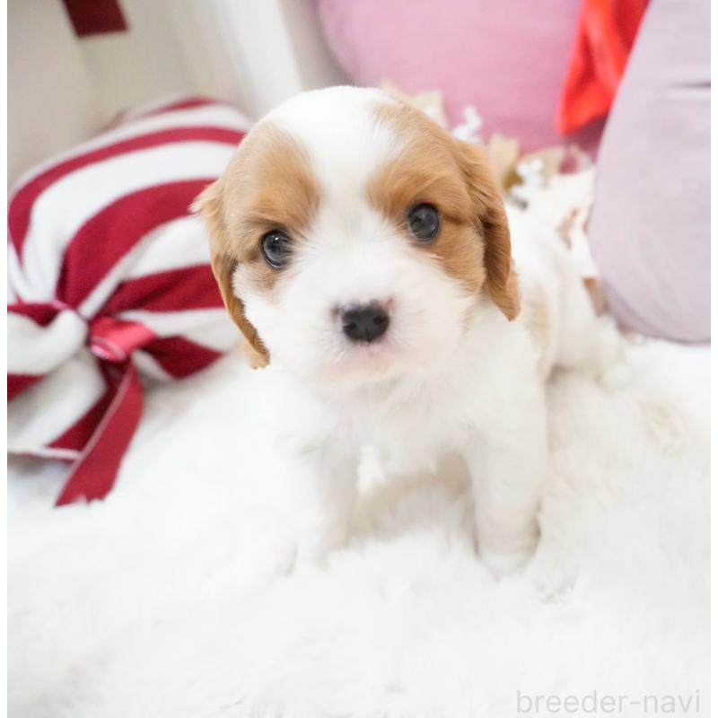 販売中の大阪府のキャバリアキングチャールズスパニエル-444224の3枚目