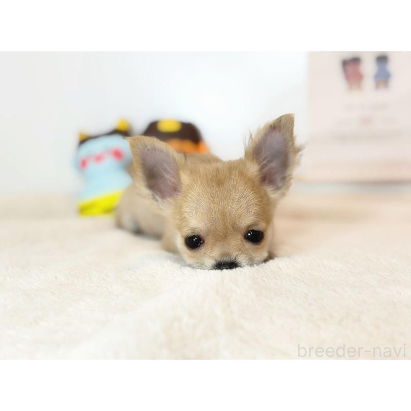 成約済の山口県のチワワ(ロングコート)-429153の3枚目