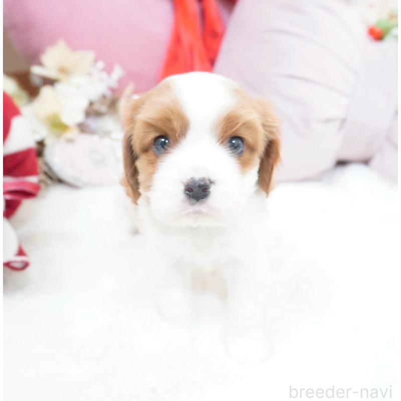 販売中の大阪府のキャバリアキングチャールズスパニエル-444225