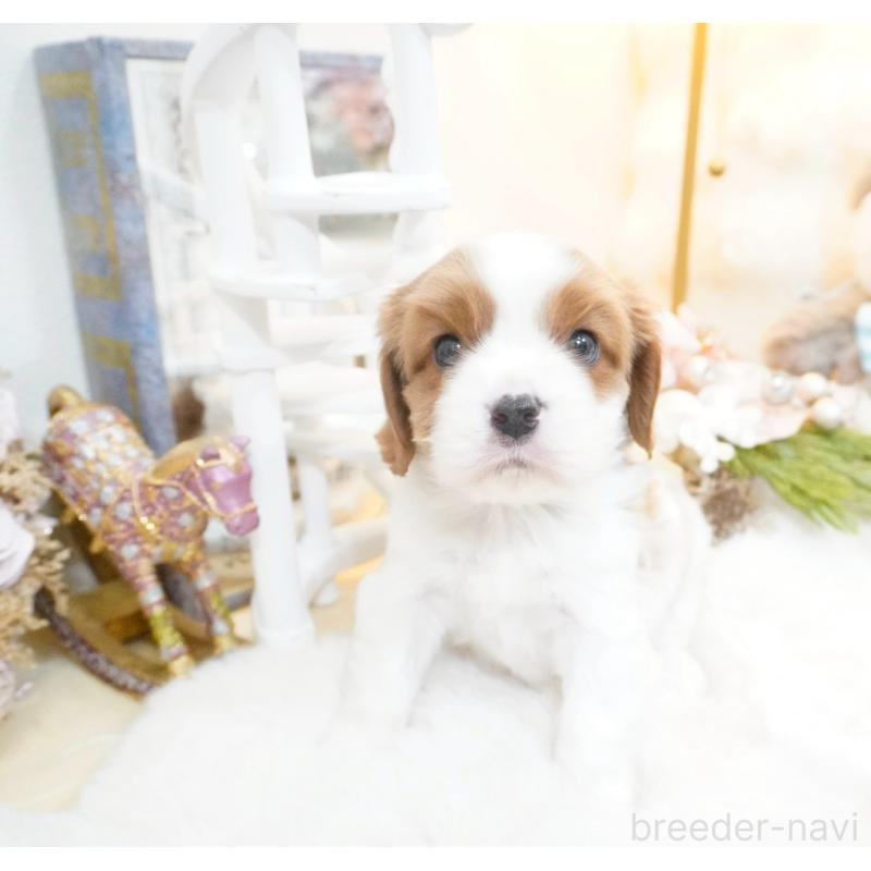 販売中の大阪府のキャバリアキングチャールズスパニエル-444225の6枚目