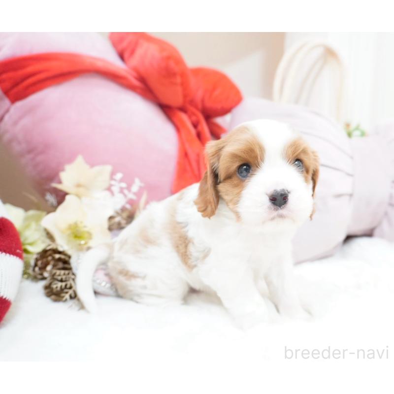 販売中の大阪府のキャバリアキングチャールズスパニエル-444225の4枚目