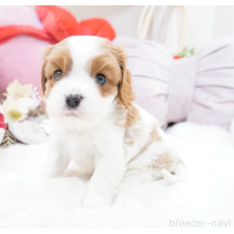 販売中の大阪府のキャバリアキングチャールズスパニエル-444225の3枚目