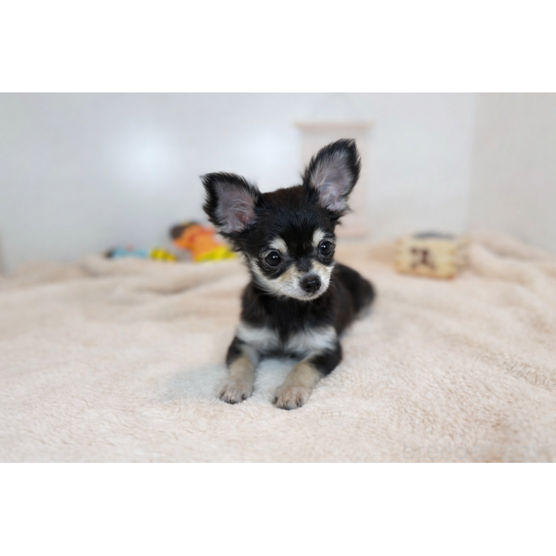 販売中の山口県のチワワ(ロングコート)-429150の2枚目