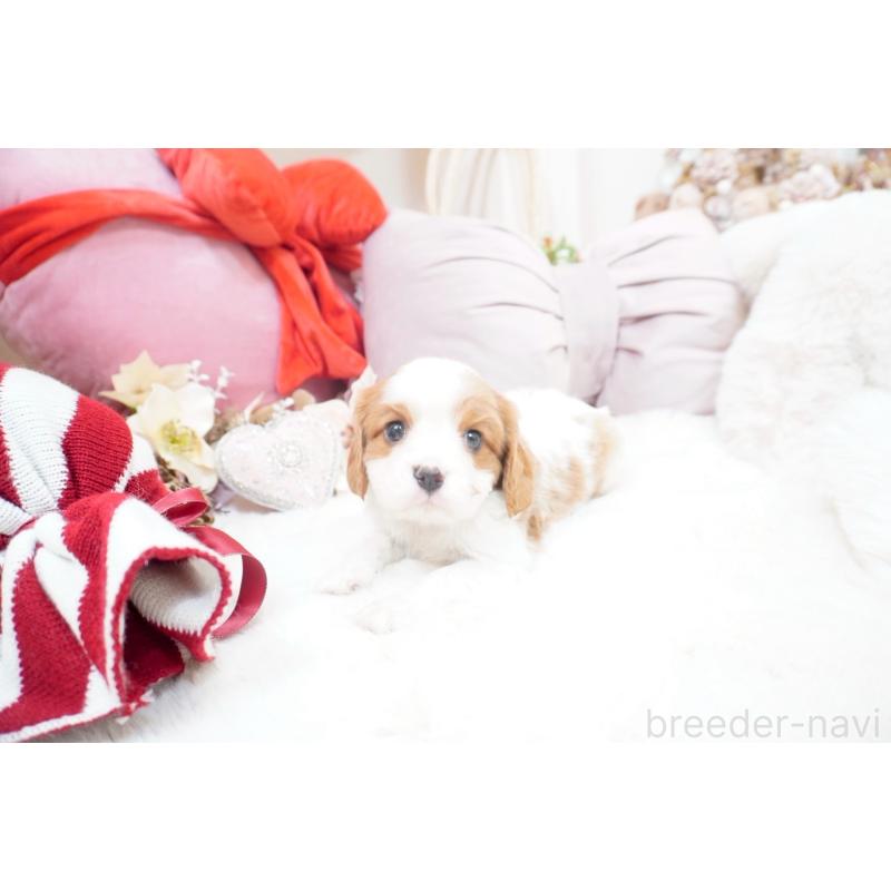 販売中の大阪府のキャバリアキングチャールズスパニエル-444226の7枚目